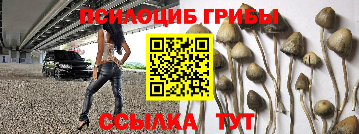 Галлюциногенные грибы Psilocybe Гулькевичи
